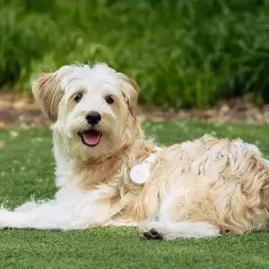 두잇 강아지 야간 산책 해충 방지 용품 LED 클립 안티버그라이트 안티 버그 라이트 본