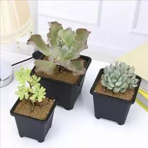 [콩심팥심]다육식물 사각 화분 인테리어 플라스틱 실내외 식물용 가정용