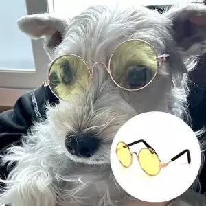 고품질 강아지 고양이 선글라스 옐로우 강아지사진아이템 고양이...