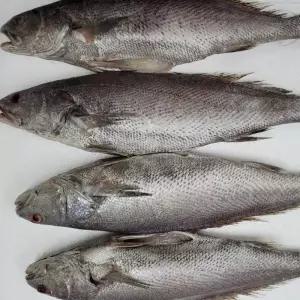 반건조 민어 선물세트 5미 설날 명절 단체 대량 회사 임직원 직원 거래처