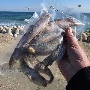 싱싱햇 반건조도루묵 급냉 반건조 냉동 도루묵 300g