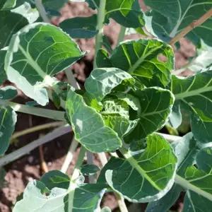 미니다다기양배추씨앗 방울양배추 채소종자 미니채소씨앗 (WFJ784E)