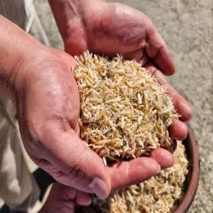 국내산 밥새우 건새우 고소한 1.5kg