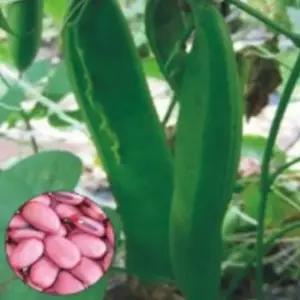 작물 5립 콩키우기세트 작두콩종자 적색작물씨앗 종자 (WFKBY5F)