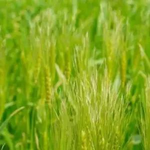 재래종씨앗 청보리 보리원예 20g 재래씨앗종자 원예 녹비씨앗 (WFKBYUO)