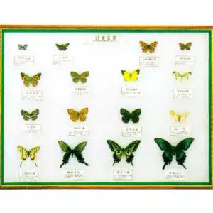 학교 식물원 학습용 대형 나비표본 액자 곤충관찰 교사용 과학실