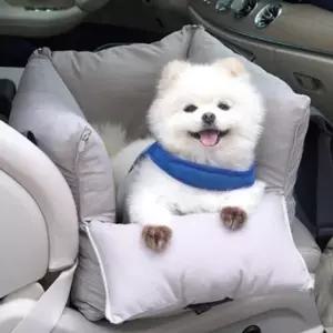 소형펫 차량용 범퍼빵빵 카시트 A915272 강아지슬링백