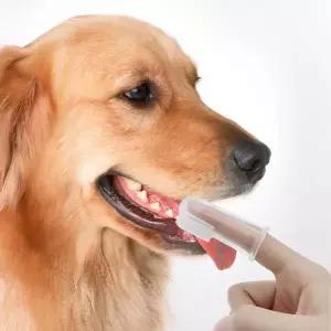 반려동물 고양이 강아지 투명 손가락 칫솔