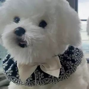 고품질 강아지 데님 리본 케이프 진청 1P 펀칭 스카프 패션 반려견데님케이프 반려견꽃무늬케이프 WFI1TX1