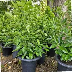 유주나무 2년생 결실주 1주