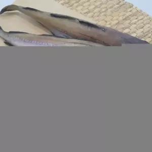 명태 코다리 4미