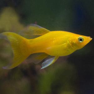 열대어 관상어 난태생 / 골든몰리 [4마리]