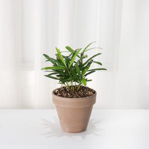 나한송 돈나무 중국소나무 공기정화식물