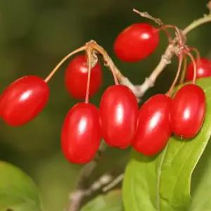 산수유나무 묘목 실생2년생 노지월동 정원용 조경나무 유실수(목하원예조경)