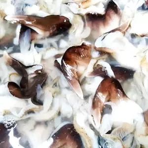 당일손질 새조개 새조개살 500g(상품) 내장제거