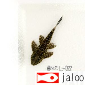 생먹이 자루 플레코 L-022 2마리 청소물고기 골드스팟 비파