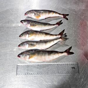 국내산 손질 급냉 임연수 10미 생선구이 아이반찬 국산