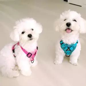 나마스펫 아웃도어 하네스 강아지 하네스 리드줄 세트 가슴줄 애견 반려견 소형견 중형견