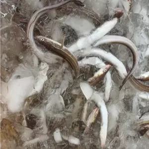 [금손월드]통영 손질바다장어(대) 1kg 손질 후 750g 내외 2~3미