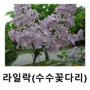 라일락나무 묘목 수수꽃다리 키1.8m 개별택배