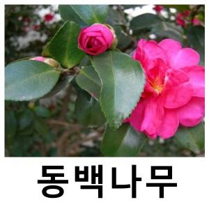 동백나무 묘목 애기동백 삽목2년 8주묶음