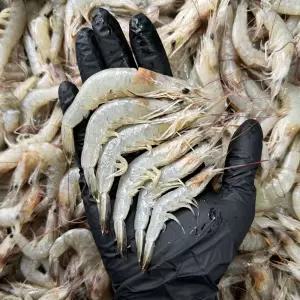 국내산 자연산 중하 새우 1kg 급냉 새우튀김 새우장 김장재료