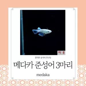 마리아쥬 메다카 준성어 3마리 일본송사리 고급 관상어 수반 생먹이자루