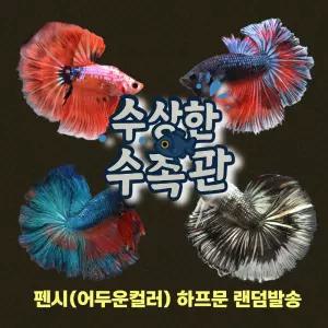 [수상한수족관] [하프문베타 ] 팬시(어두운컬러) 하프문 베타 수컷/ 1마리 /색상 랜덤발송