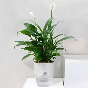 워터뷰 원형 자동급수 화분 심지 저면관수화분 자동급수화분 저면관수화분 자동관수화분