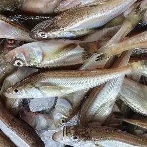 동해안 급냉 도루묵 1kg(20미 내외, 암수랜덤)