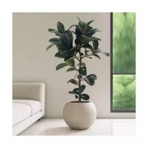 가지목인도고무나무 VIP대형 달항아리 공기정화식물 인테리어식물 승진화분 영전화분