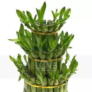 개운죽3단 원통 개운죽 키우기 수경재배 실내 공기정화 식물 인테리어 소품