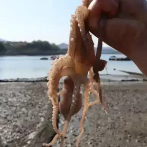 싱싱햇 국산 산낙지 뻘낙지 생물 낙지 1kg