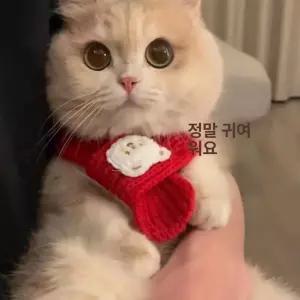 틴다샵 강아지목도리 머플러 뜨개 스카프 겨울 고양이