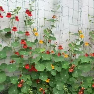 호박넝쿨망 과수 오이 일정한간격 성장도움 식물그물망 1.8m (WFJ73ER)