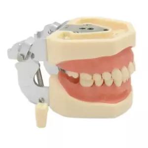 PVC 28개 치아 인체 모형 치과 이빨 교육용 실습 과학