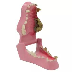 강아지 치아 해부 모형 정상 손상 좌우 비교 수업자료