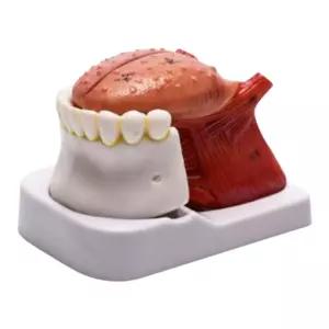 병원 학교 인체 해부 모형 혀 치아 분리 학습교구