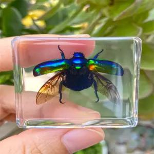 견본박스 곤충 표본 보관 액자 상자 세트 키트 자연 박제 선물 교육 견본 파브르 관찰