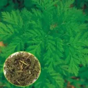 개똥쑥 산채류 약용 목초 식물 씨앗 품종 종자 2만립 WA3F921