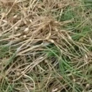 정품 달래 국내 채종 씨 씨앗 품종 작물 종자 50립