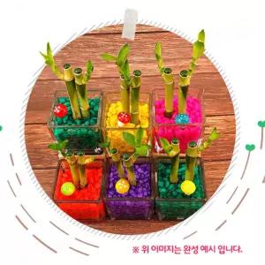 6인용 노인복지회관 어르신수업 단체수업 새싹키우기 감수성발달 식물재배