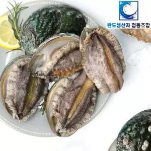 [완도생산자협동조합]왕특대 활전복 1kg (9-10미) 산소포장 /생산자직송