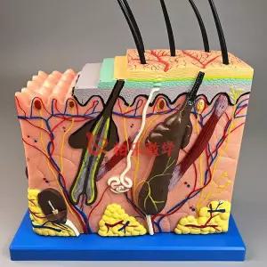 두피모형 조직 피부 해부학 70배 인체 구조 확대 신체