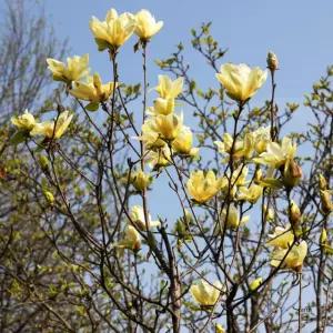 목련나무 황목련 개화주 4년생 분묘 봄꽃 조경수 서울농원묘목