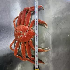 러시아 자숙 마가단 대게 3kg(2-3미)