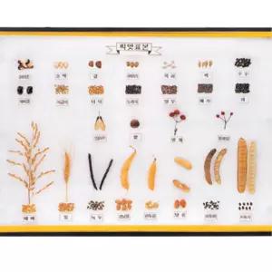 학교 식물원 빅사이즈 곡식 씨앗표본 액자 학습용 특활활동 교실