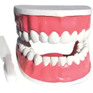 어린이 양치교육 큰 이빨모형 칫솔세트 오래쓰는 해부학 과학관