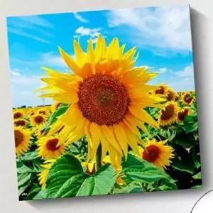 사진 액자 해바라기액자 그림 인테리어 해바라기 (KYR-WFGF970)