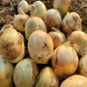 국내산 무안 햇양파 소 5kg